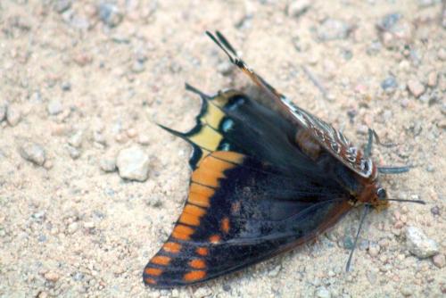 Réf. 328 713 : Charaxes jasius